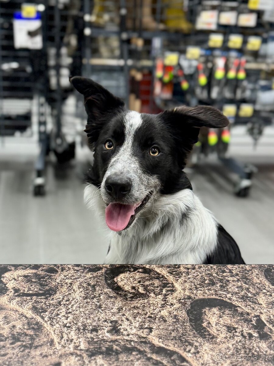 Border collie psik - 5