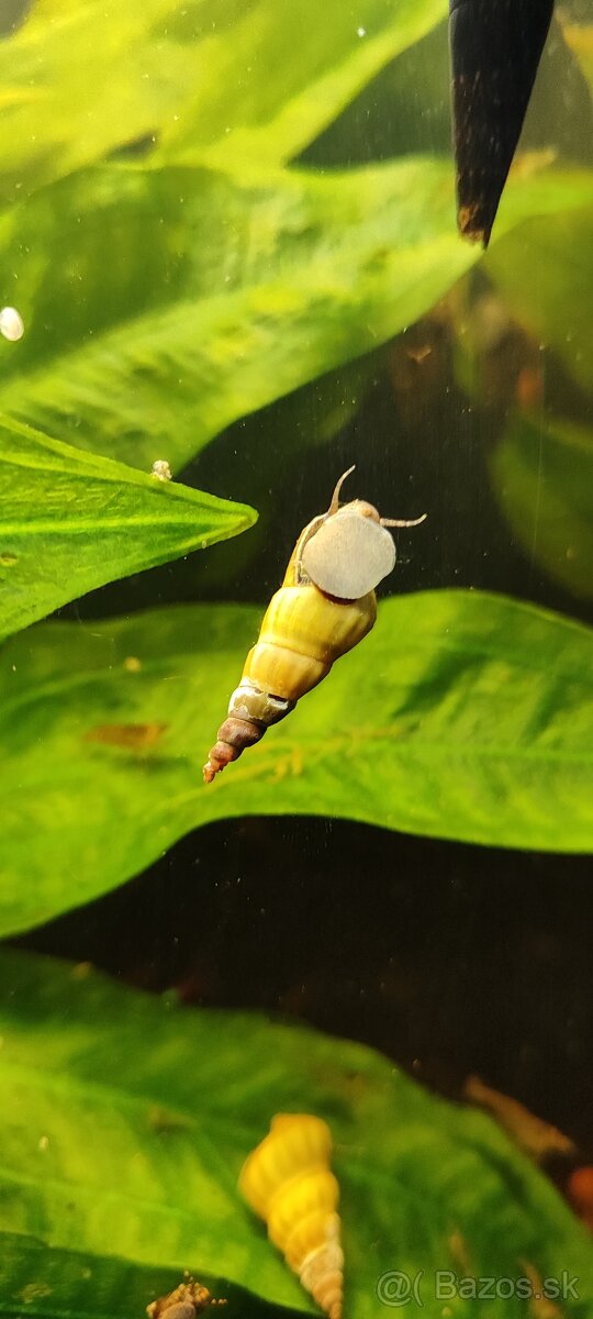Slimák Brotia herculea +Gupky - 5