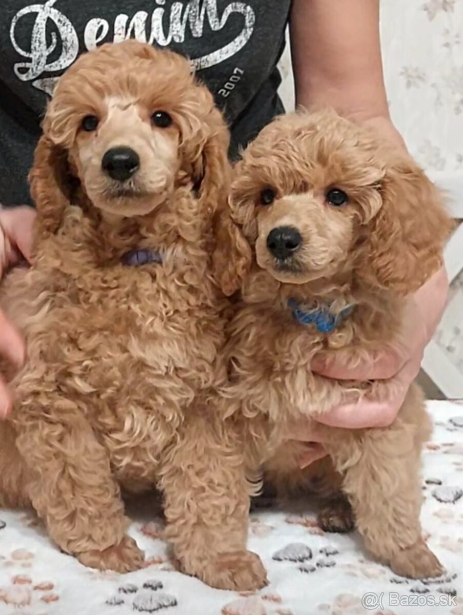 Psik pudel pudlik s PP - 5