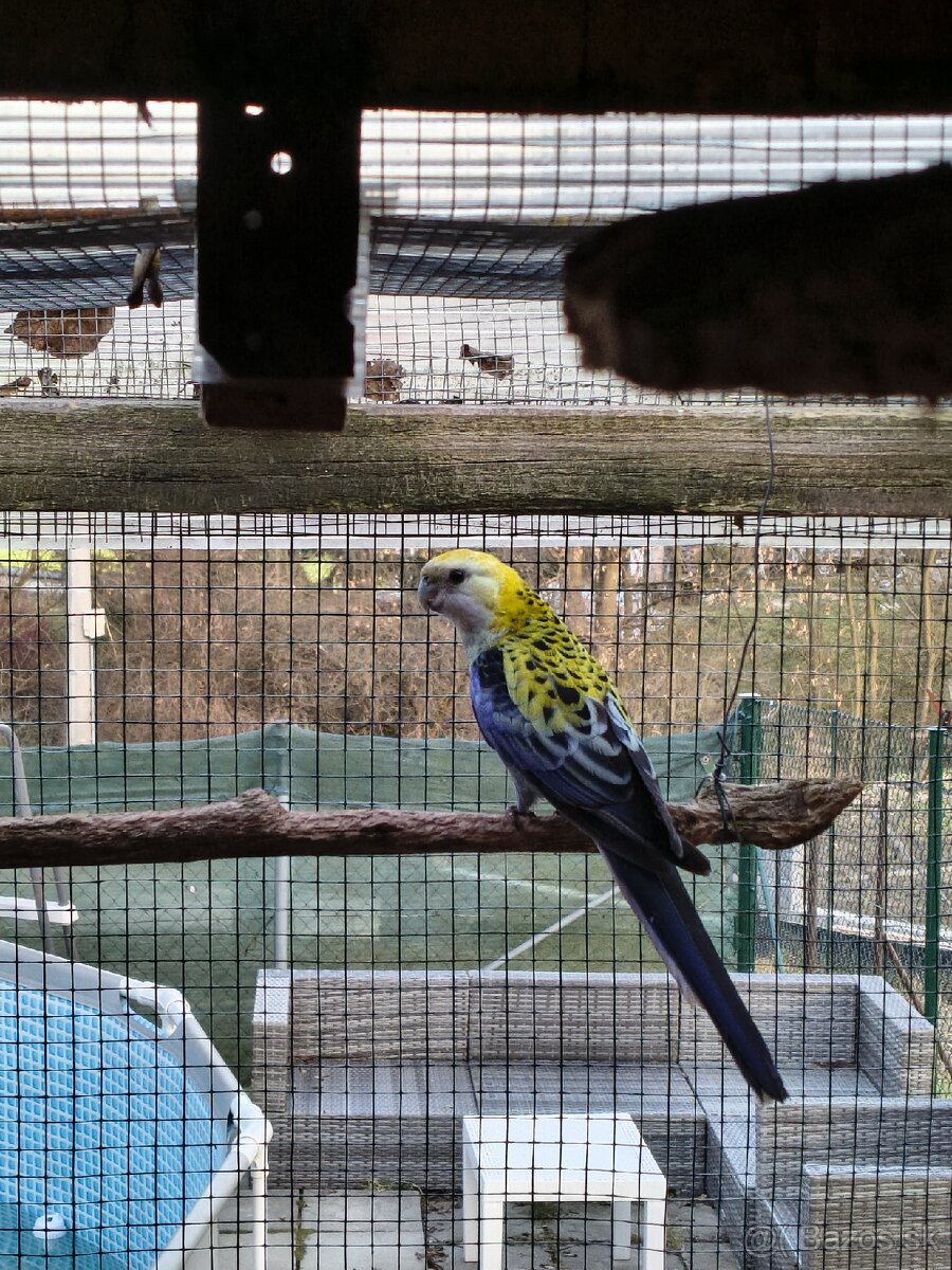 Rozela Žltohlava - 5