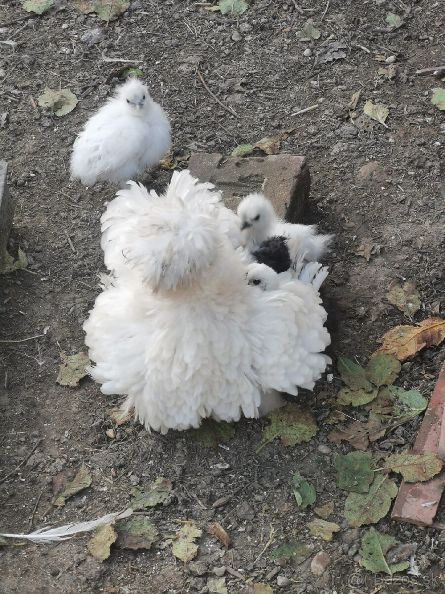 Nasadové vajíčka hodvábnicka - 5