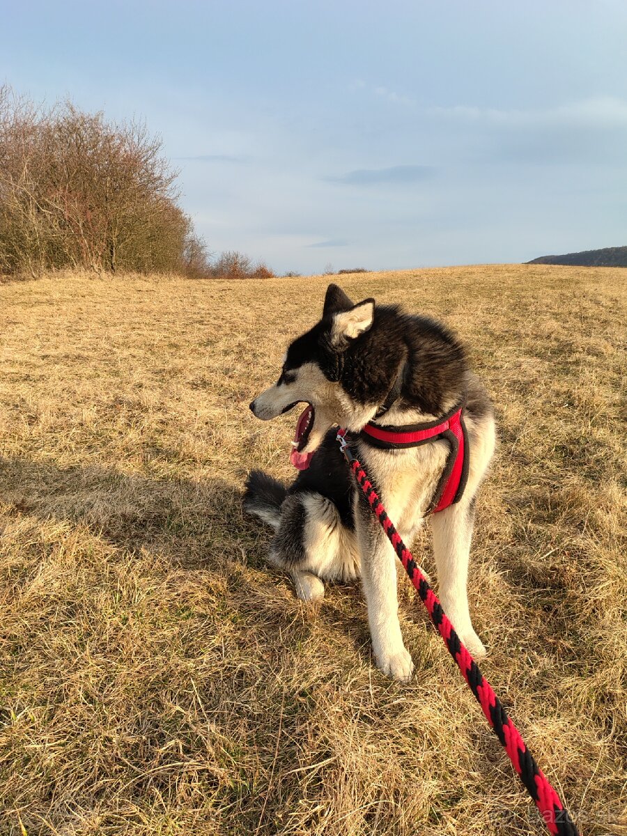 Sibírsky Husky fenka - 5