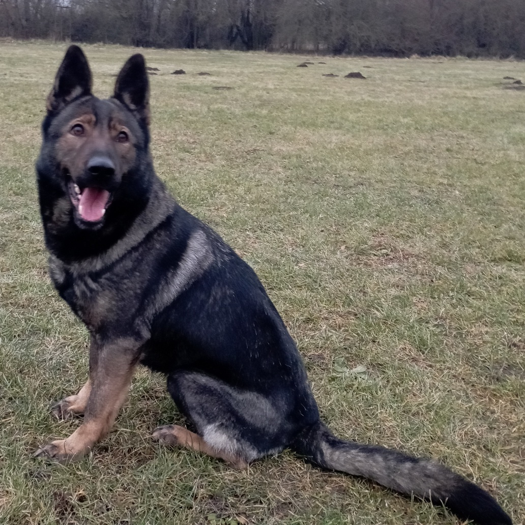 Nemecký ovčiak - šteniatka s PP - 5