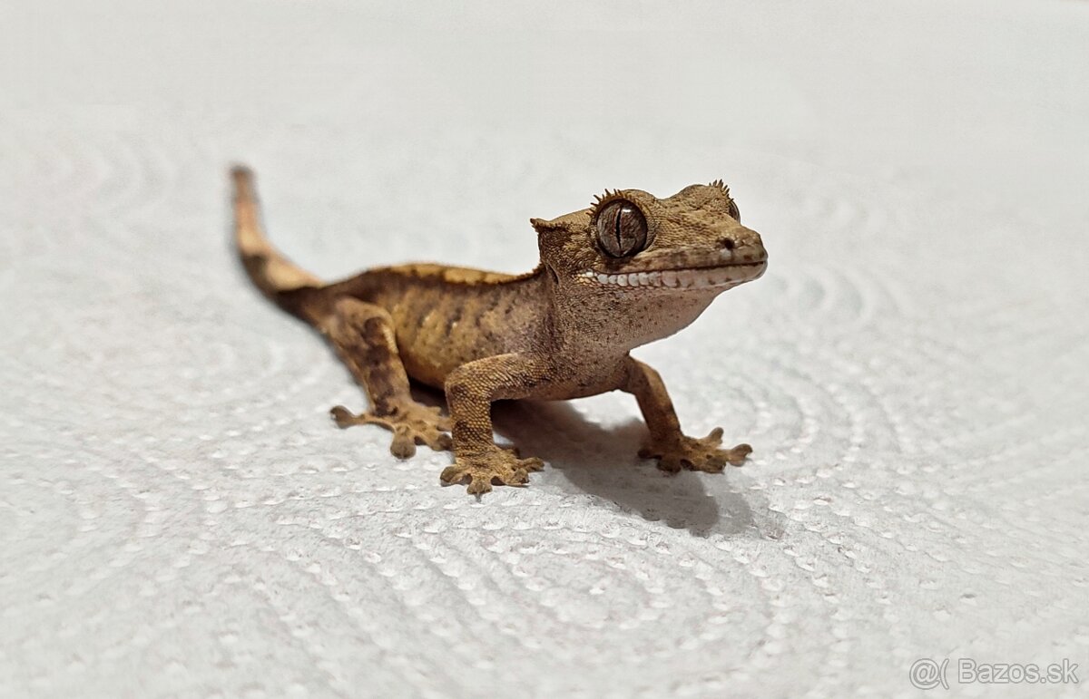 Pagekon riasnaty - 5