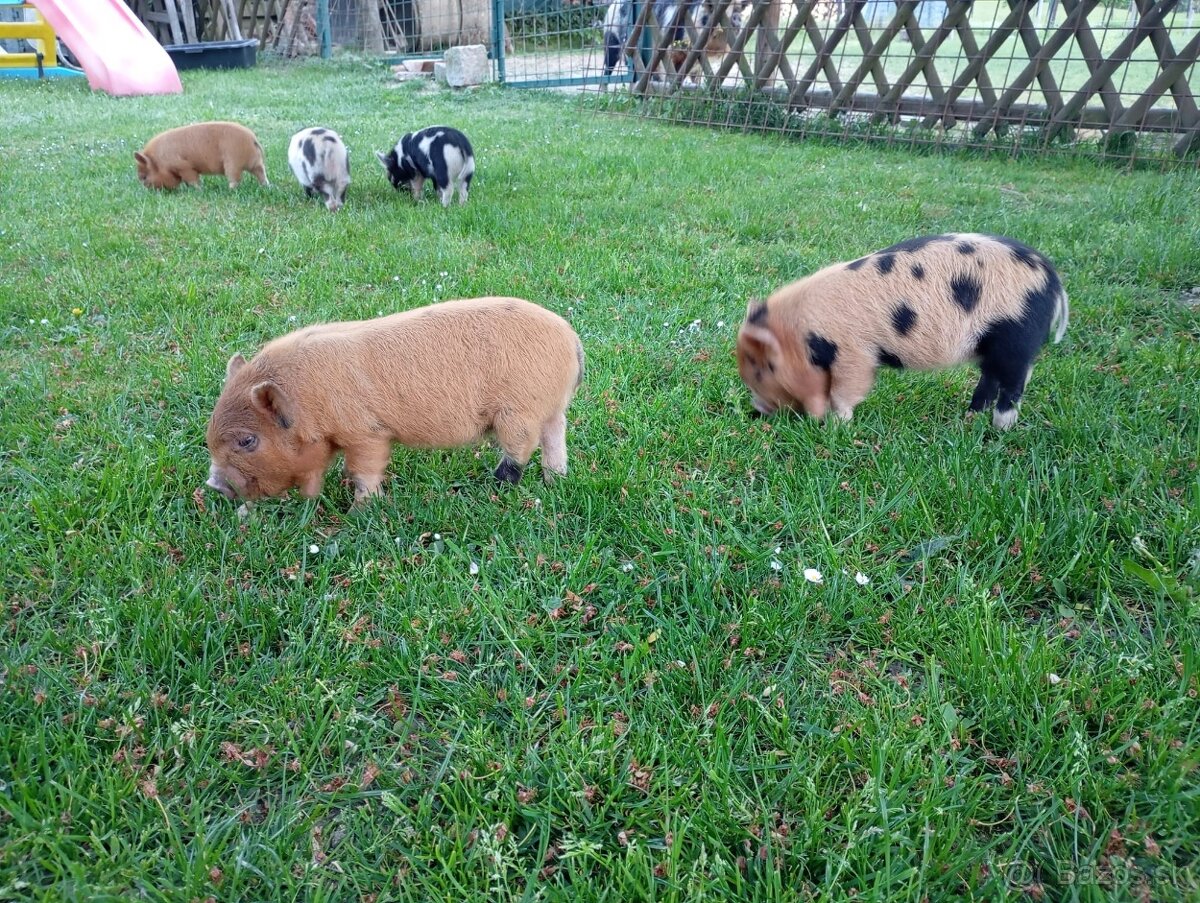 Kune Kune - selátka - 5