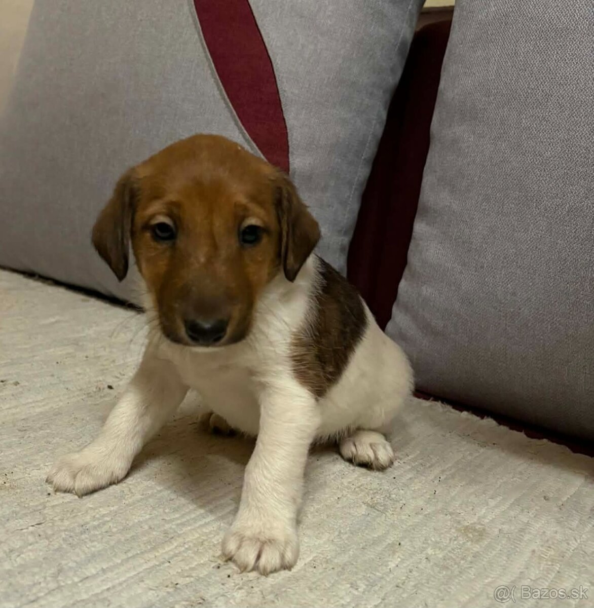 Hladkosrsty foxterier - 5