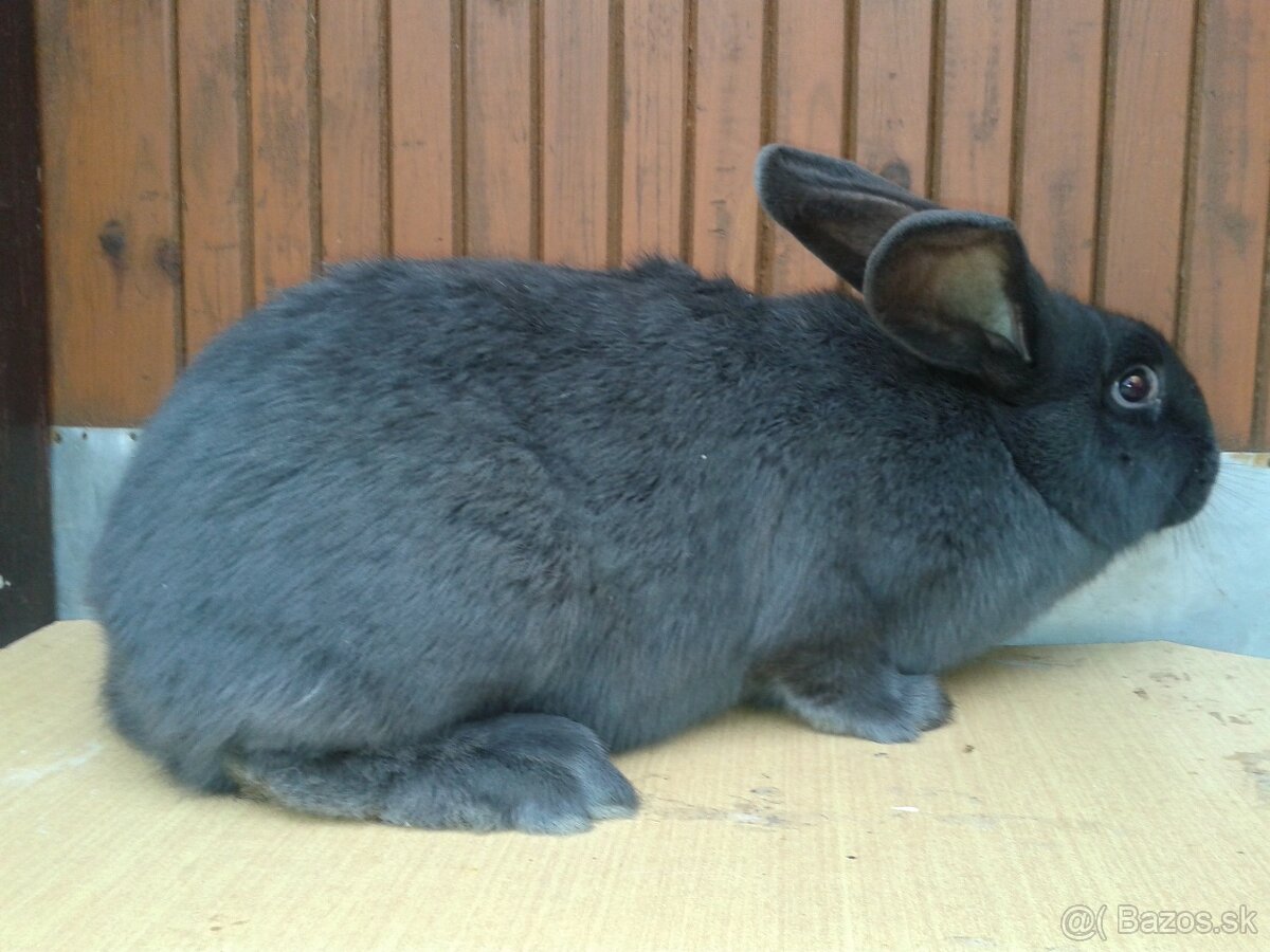 11 mesačne pripustene samice na predaj - 5