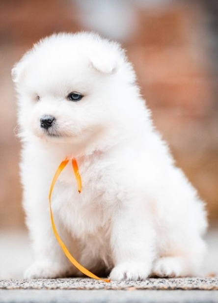 Samojed - 5