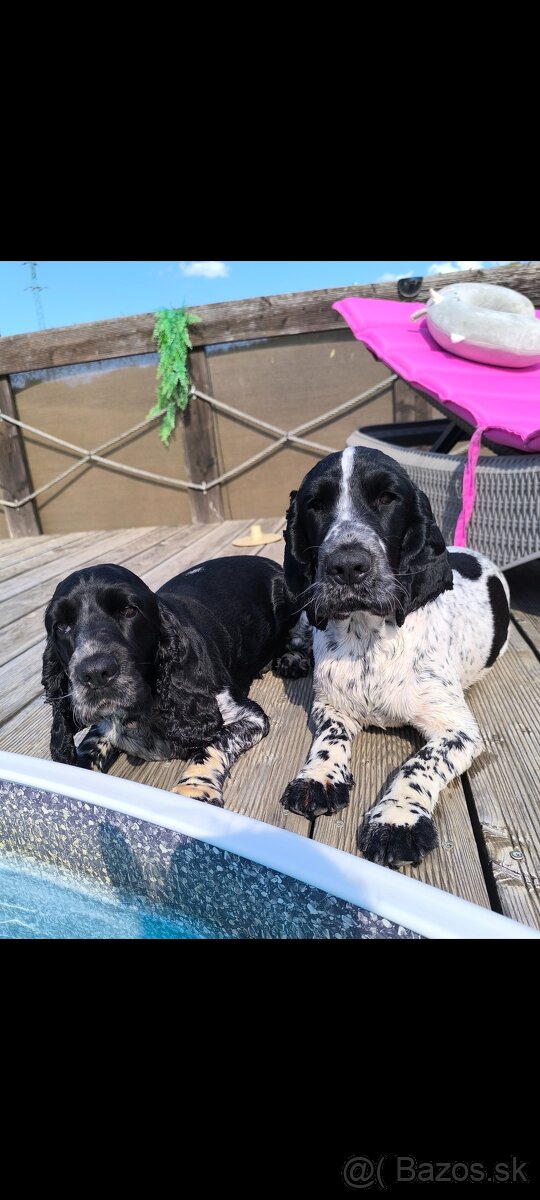 Anglický kokeršpaniel šteniatko - 5