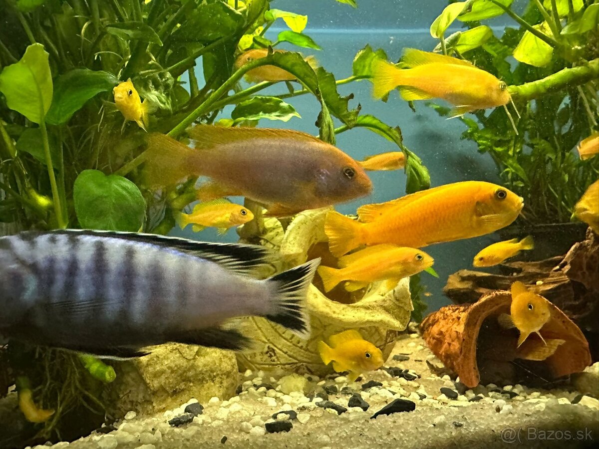 Predám Cichlidy - Pseudotropheus saulosi - Vlastný chov - 5