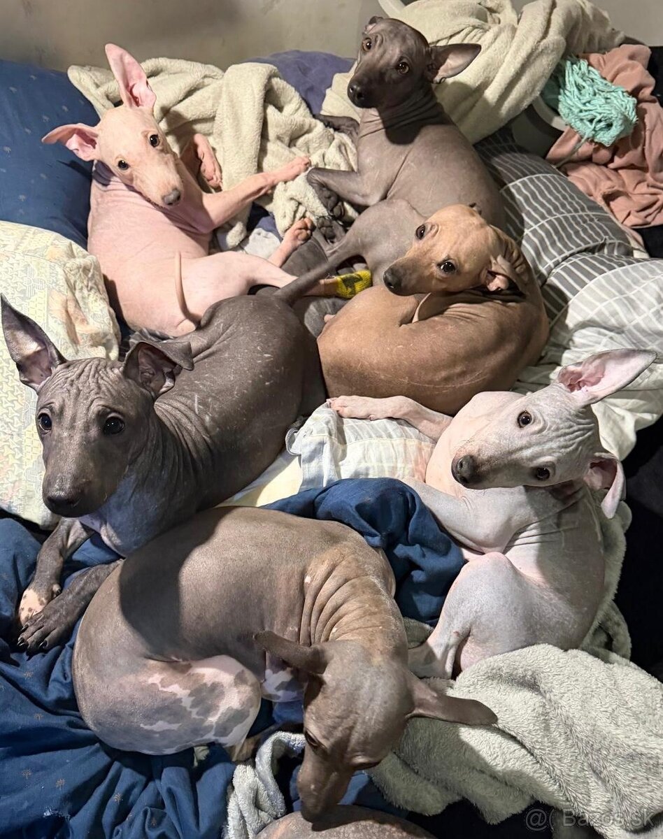 Americký bezsrstý teriér - štěně (pejsek) - 5