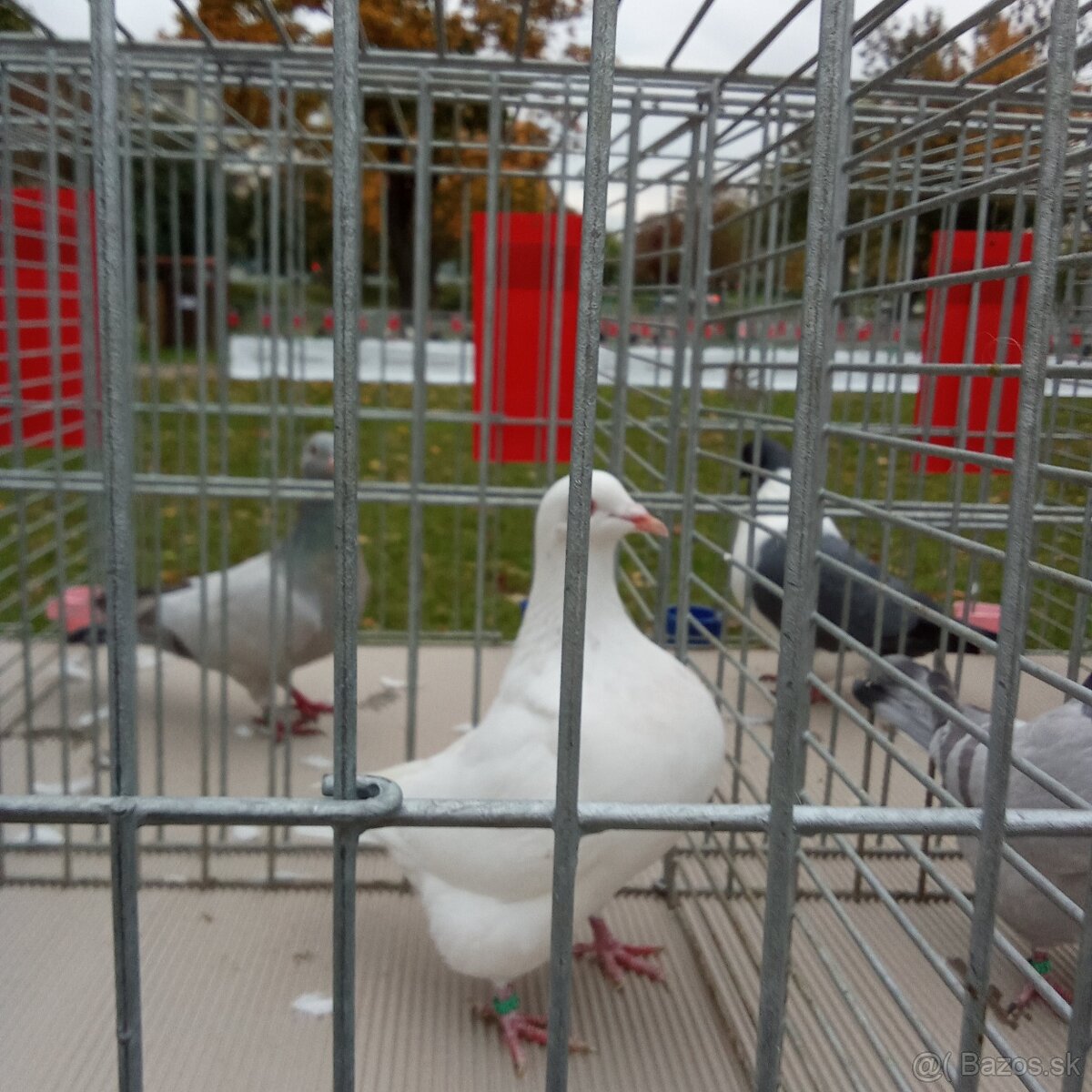 Predam holuby texan - 5