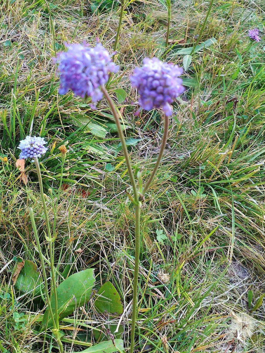 Sušené bylinky 2 - 5