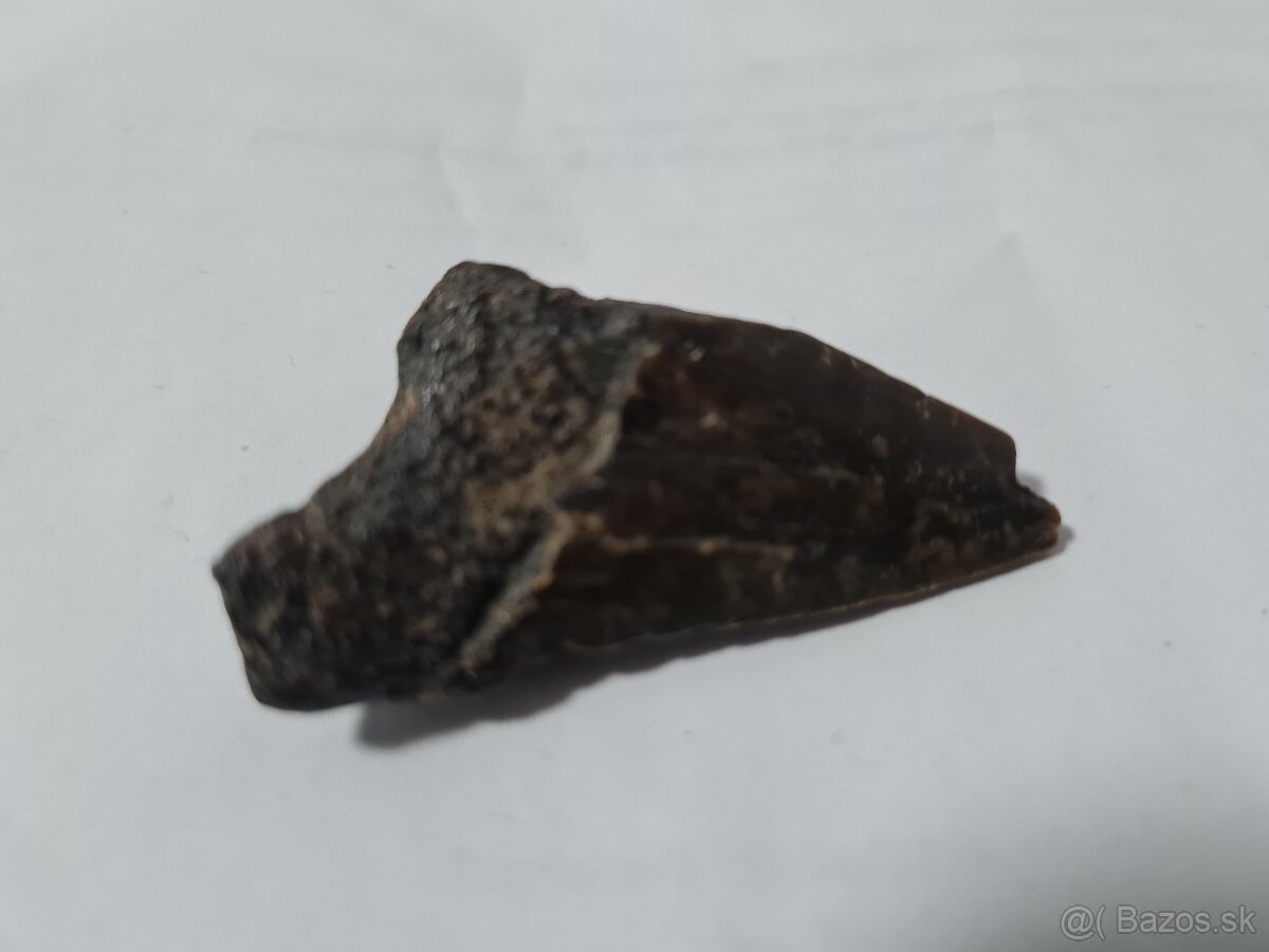 4,7 miliónov rokov skamenelý zub žraloka Megalodona a mušle - 5