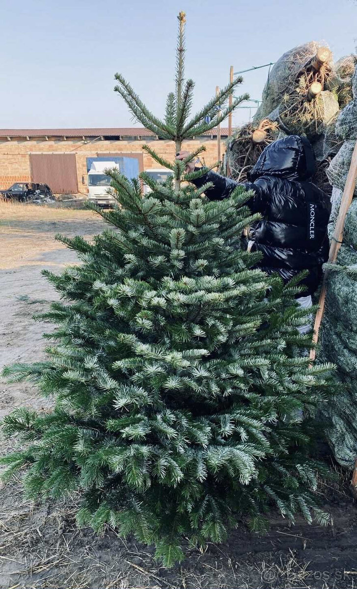 Kaukazská jedľa 1,70-2,00 smrek vianočné stromčeky - 5