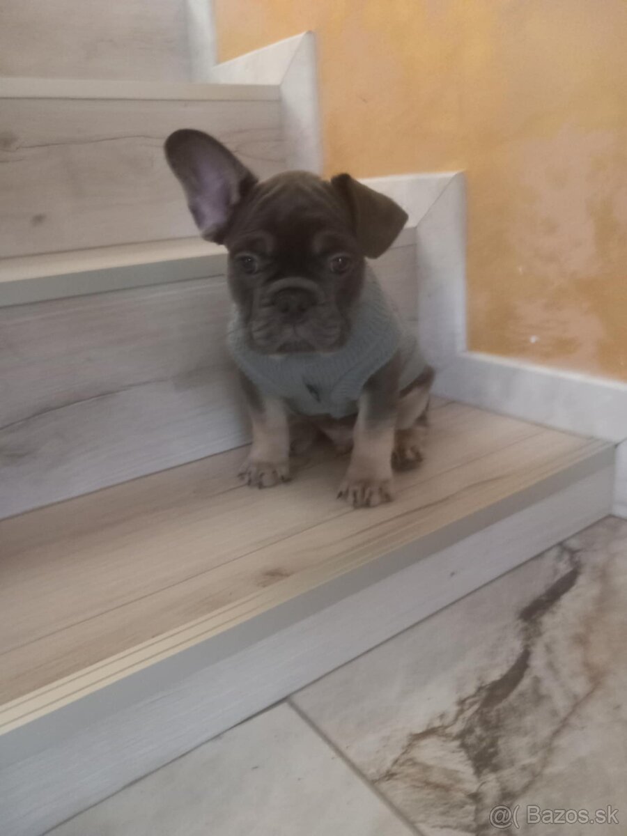 Predam Buldočeka - 5