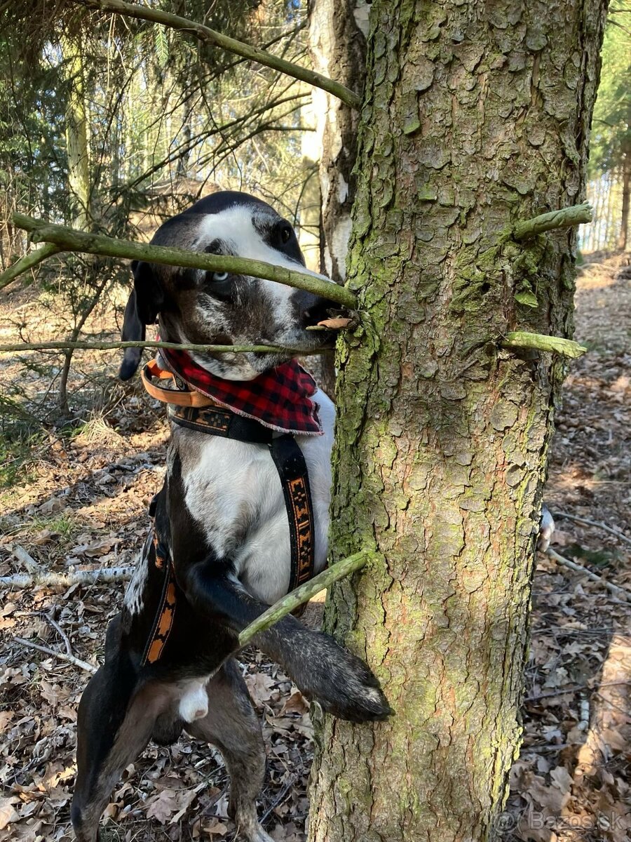 Louisianský leopardí pes Catahoula s PP - 5