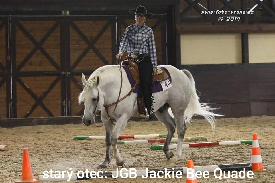 Pripuštanie American quarter horse - 5