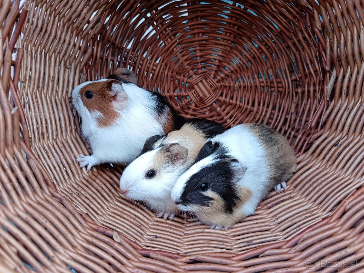 Predám morčatá - samičky - 5