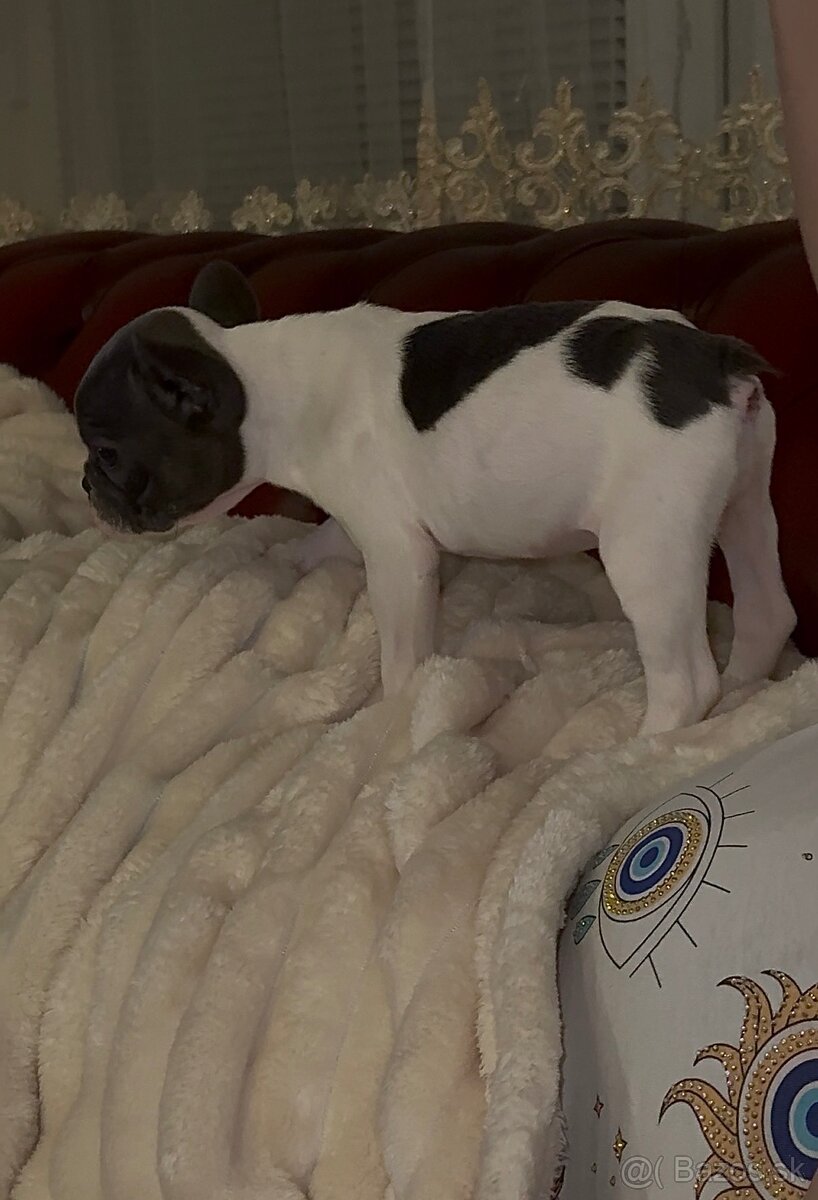 Francúzsky buldoček - 5