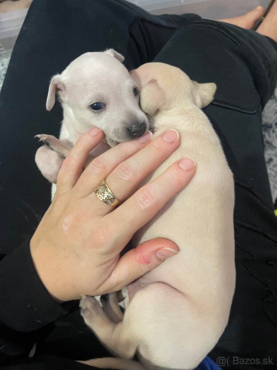 Taliansky chrtik s rodokmenom - 5