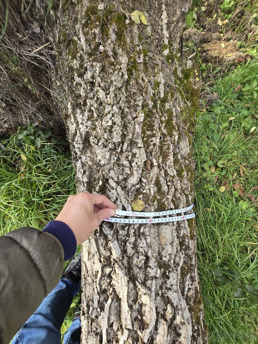 Kmeň orecha na predaj - 5