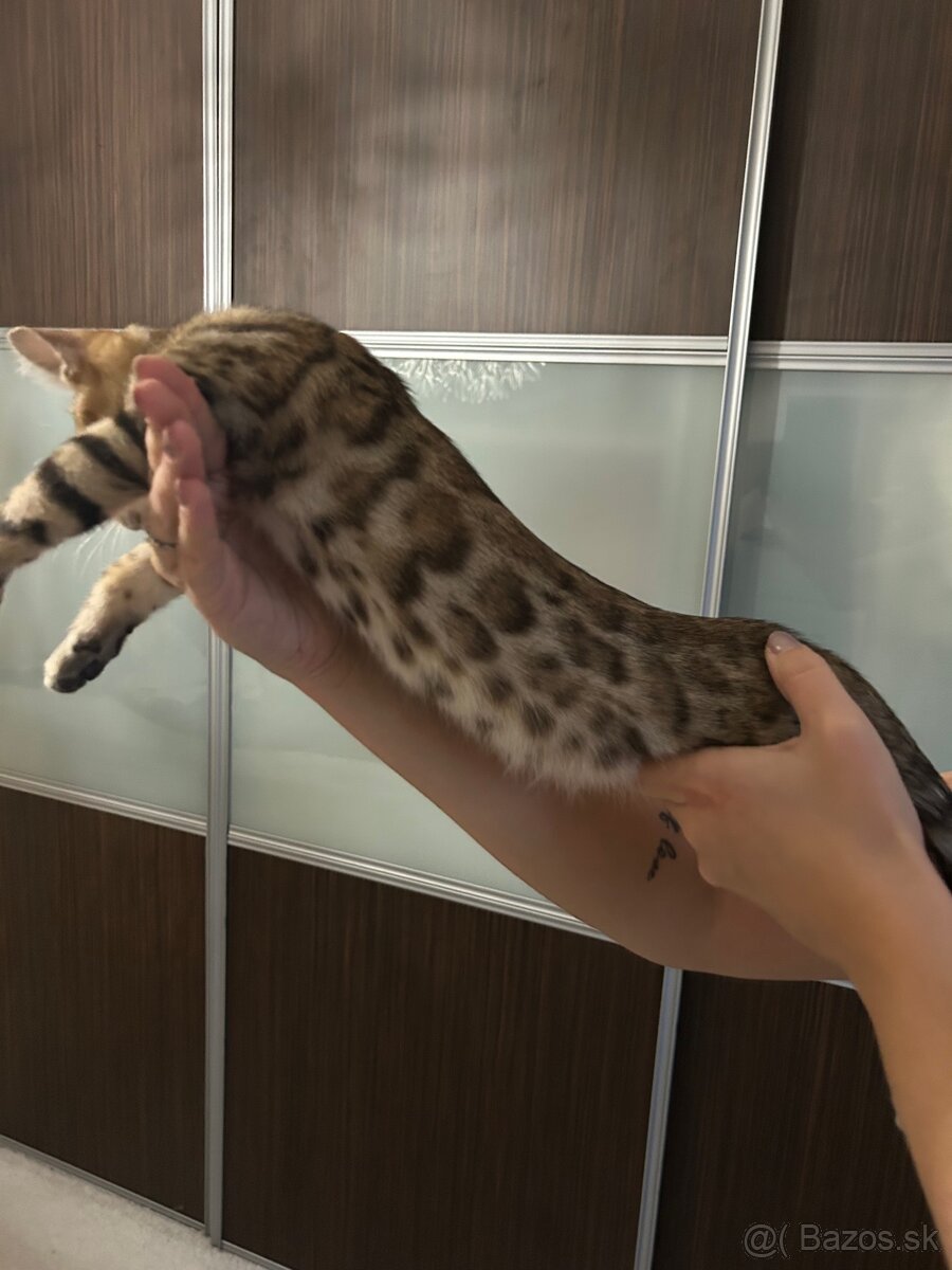 Bengálske mačiatka - 5