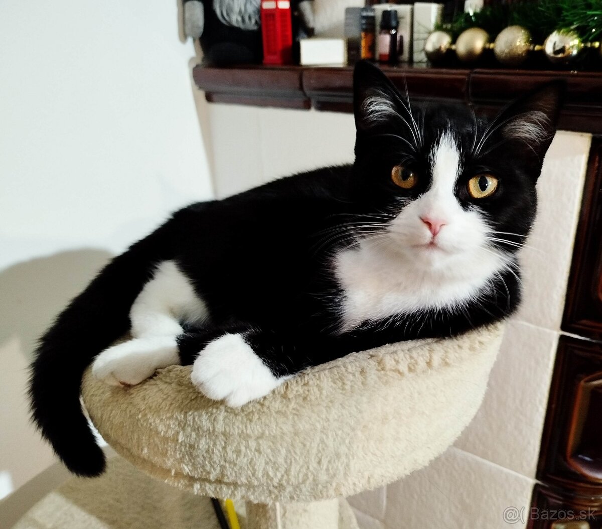 Darujem mačku - 5