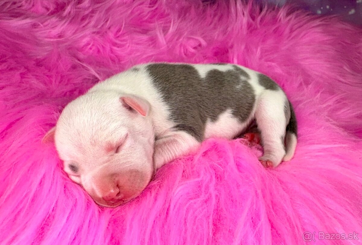 Americký Stafordšírský Teriér s PP - 5