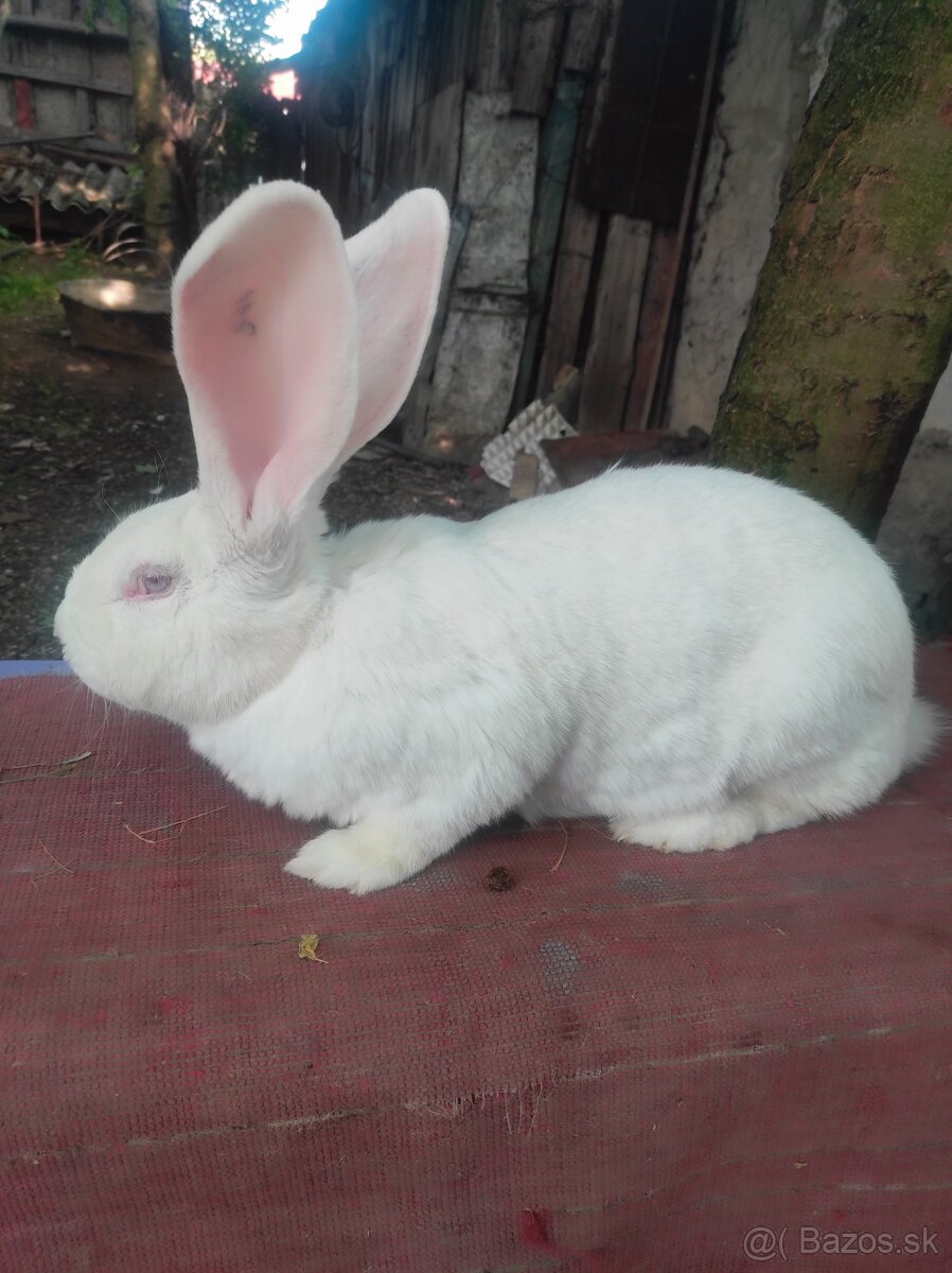 Predávam Samčeka hyla x belgický obor albín - 5