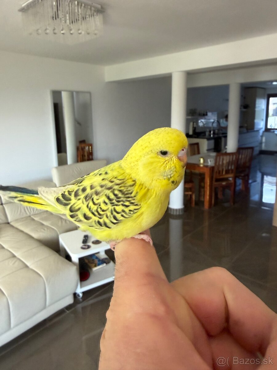 Andulka TCB Maznačik - 5