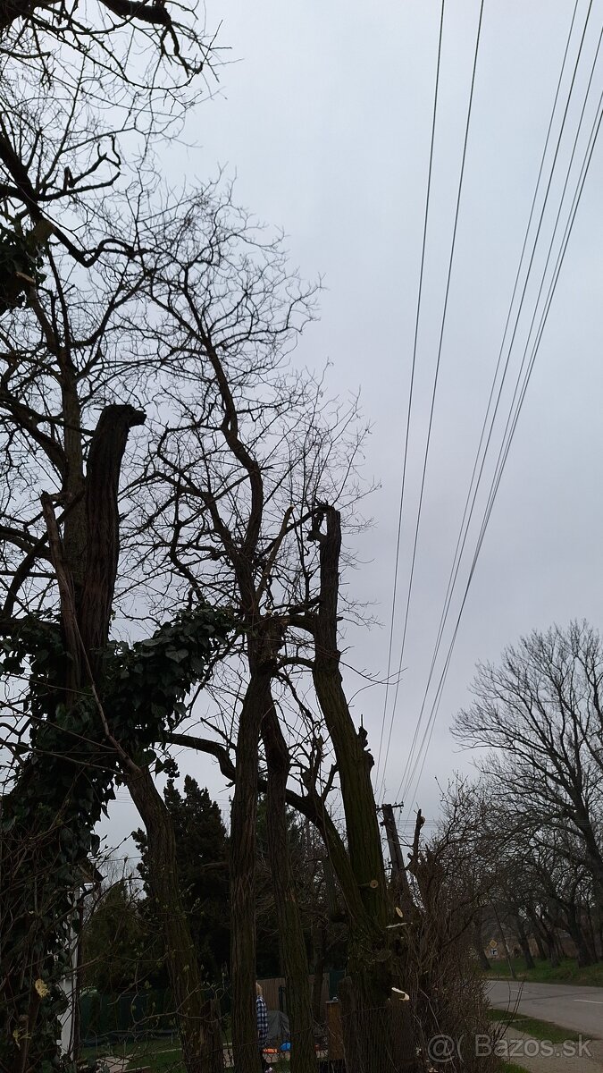 Orezavanie stromov - 5