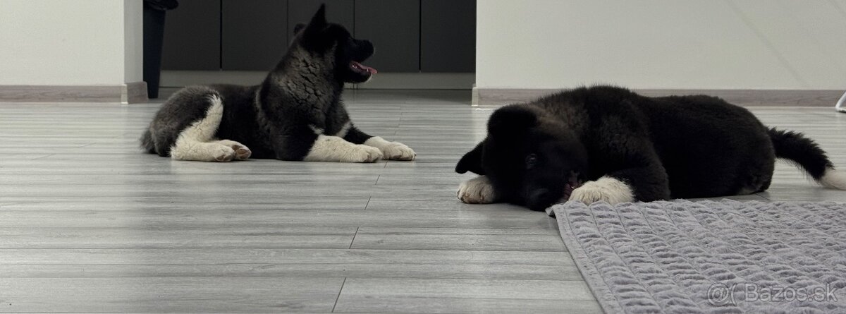 Šteniatka Americká Akita - 5