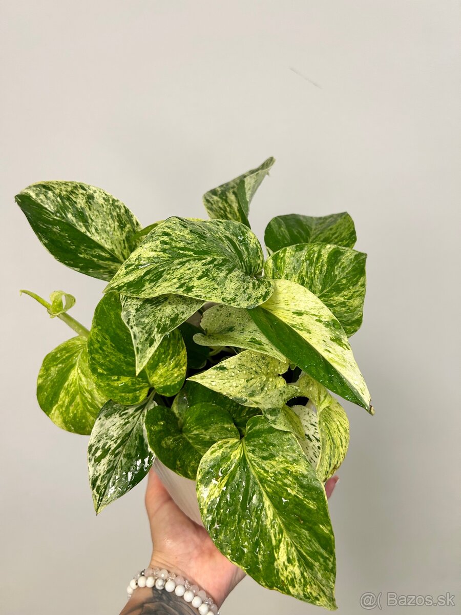 Epipremnum aureum ‚Marble Queen‘ - 5