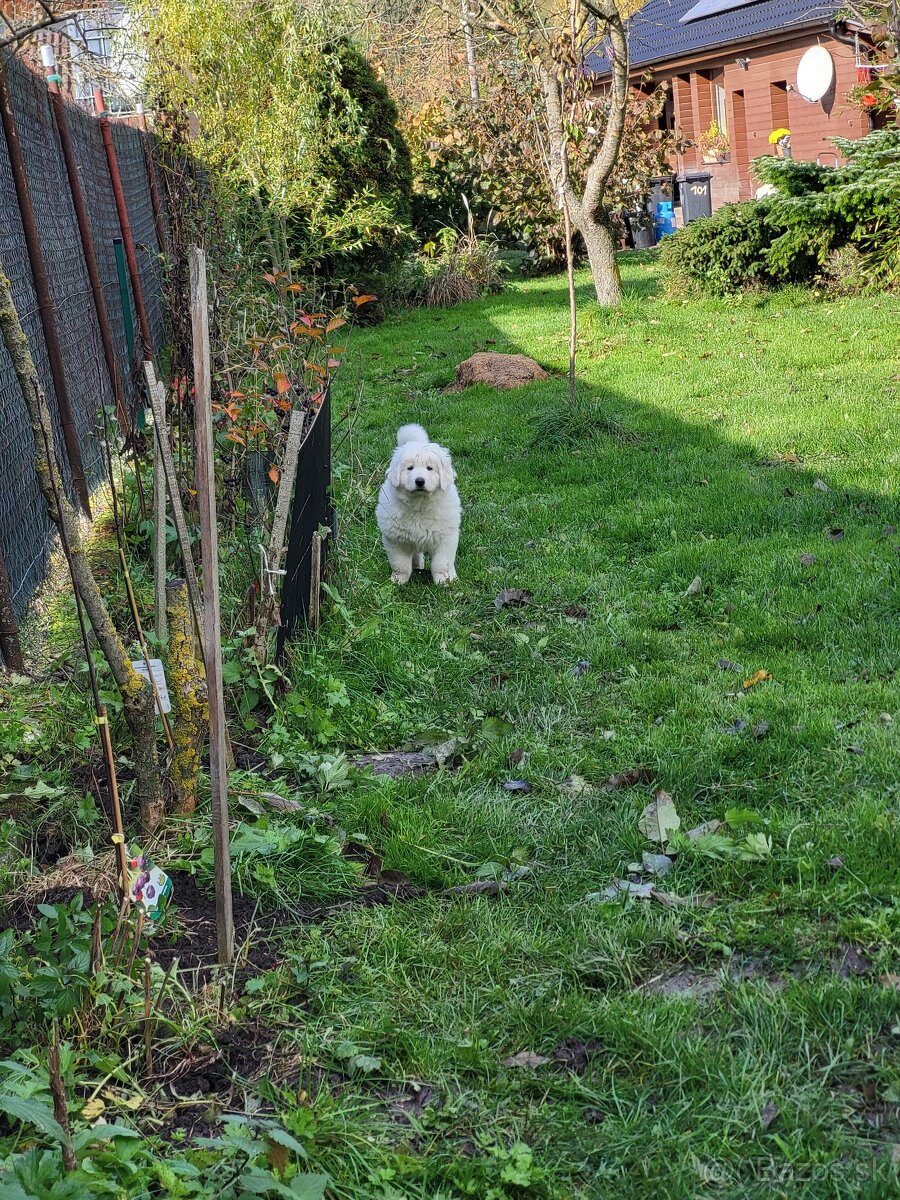 Slovenský čuvač - 5