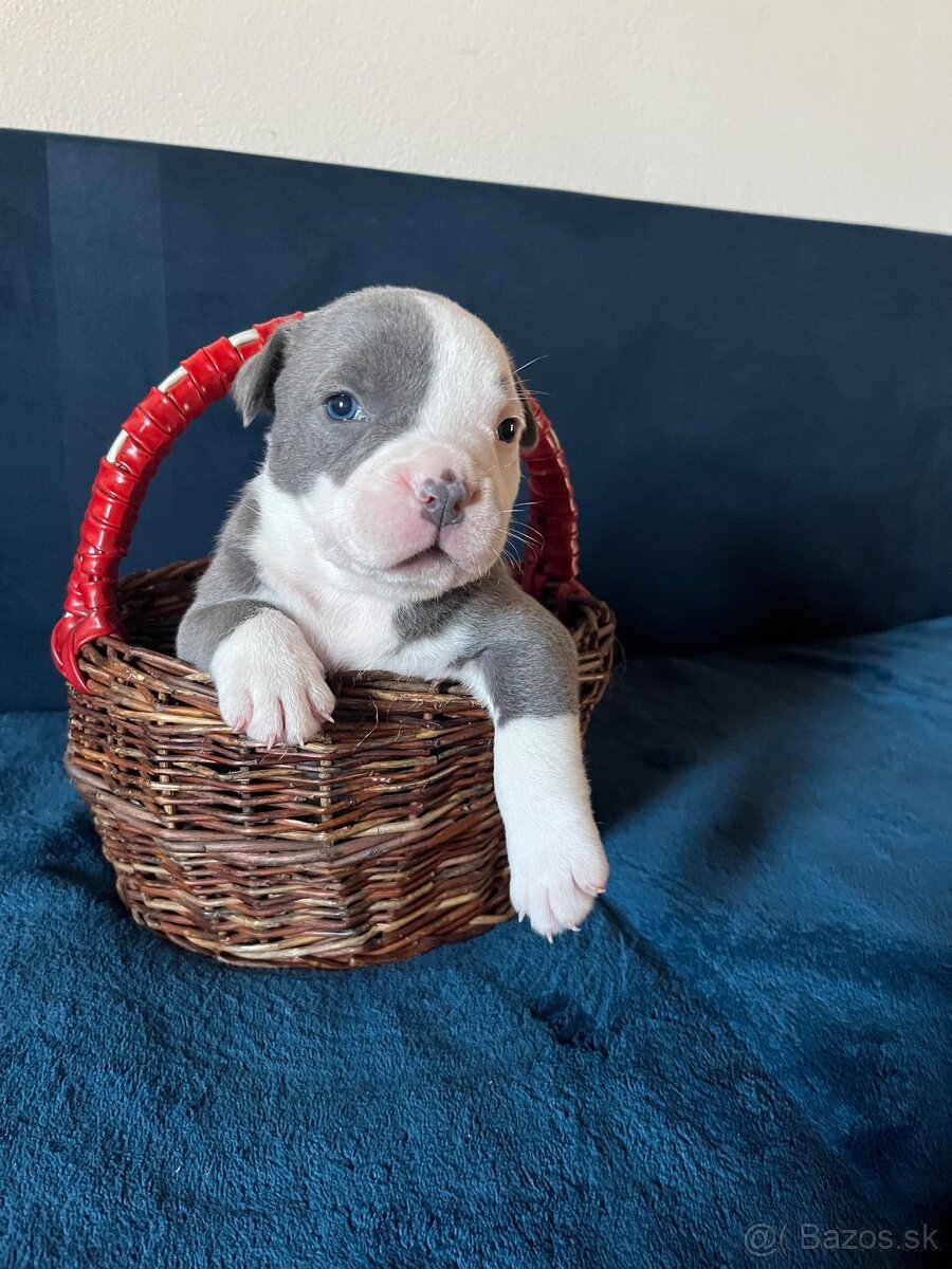 American Bully - 5