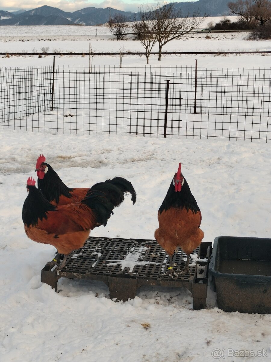 Forverka kohúty - 5