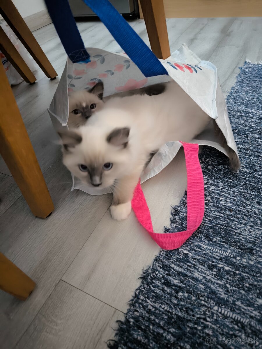 Predám Mačičku s kocúrom Ragdoll - 5