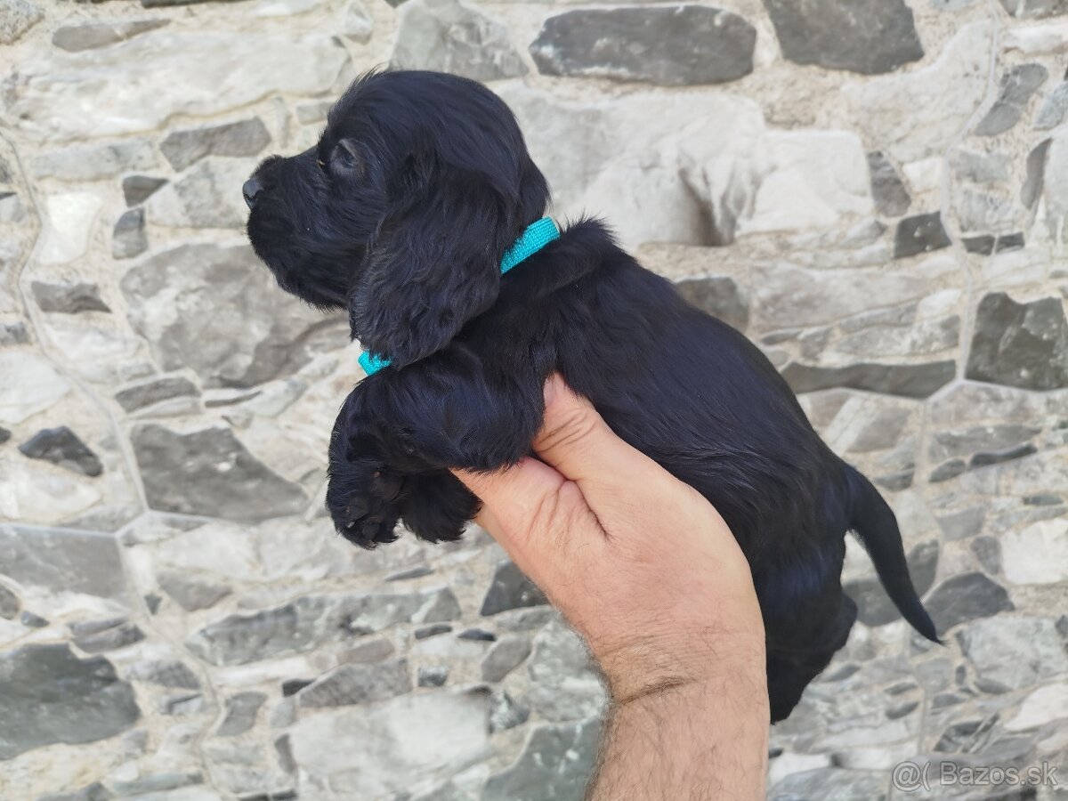 ANGLICKÝ KOKERŠPANIEL - 5