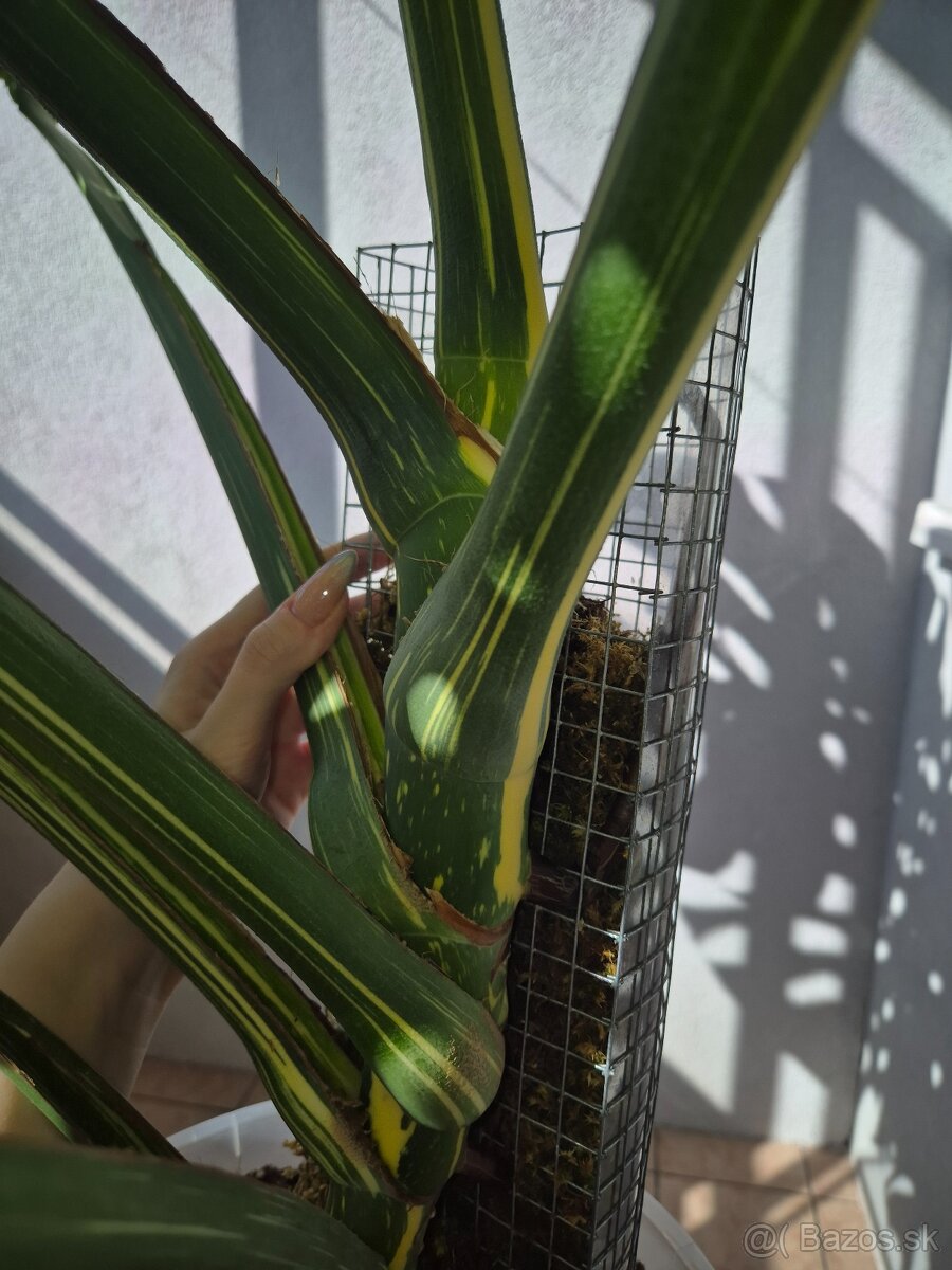 Predám izbové rastliny - 5