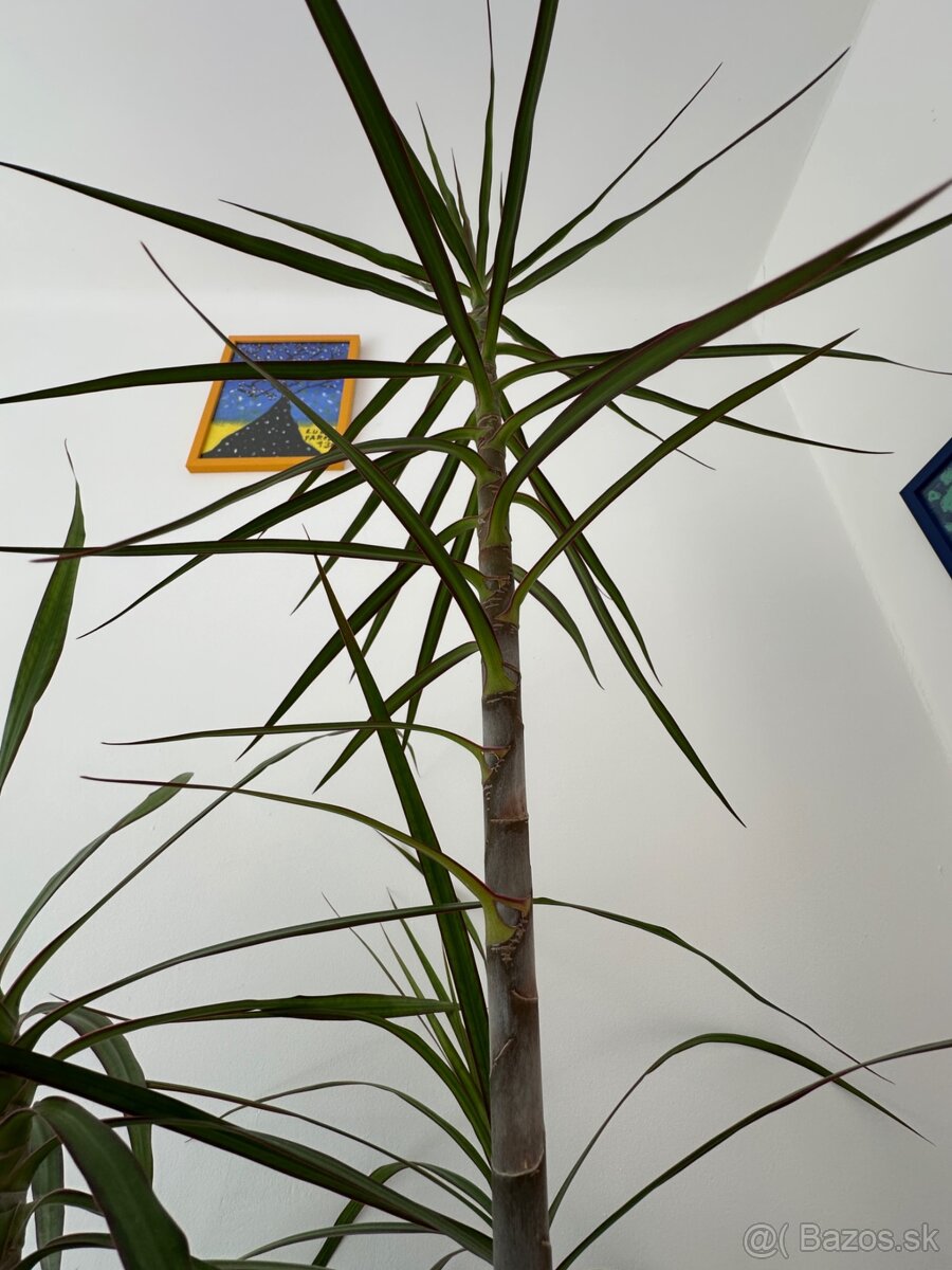 Predám č.10 Dracaenu marginatu 2metrovú za 50eur - 5