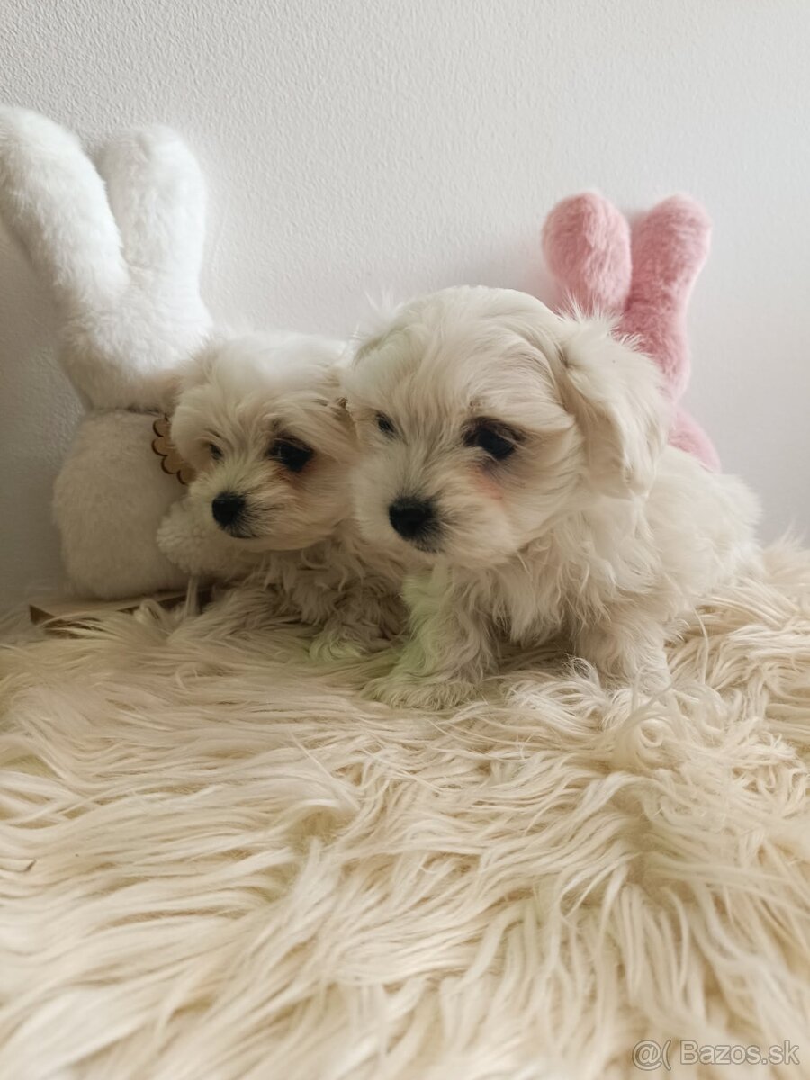 Maltezak, mini maltezak - 5
