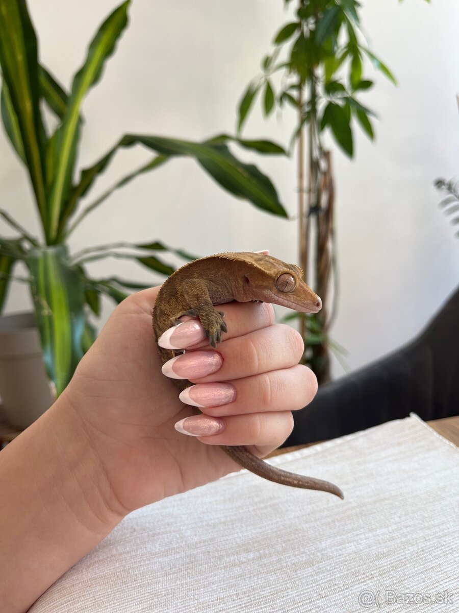 🦎 Predám pagekona riasnatého s teráriom - 5