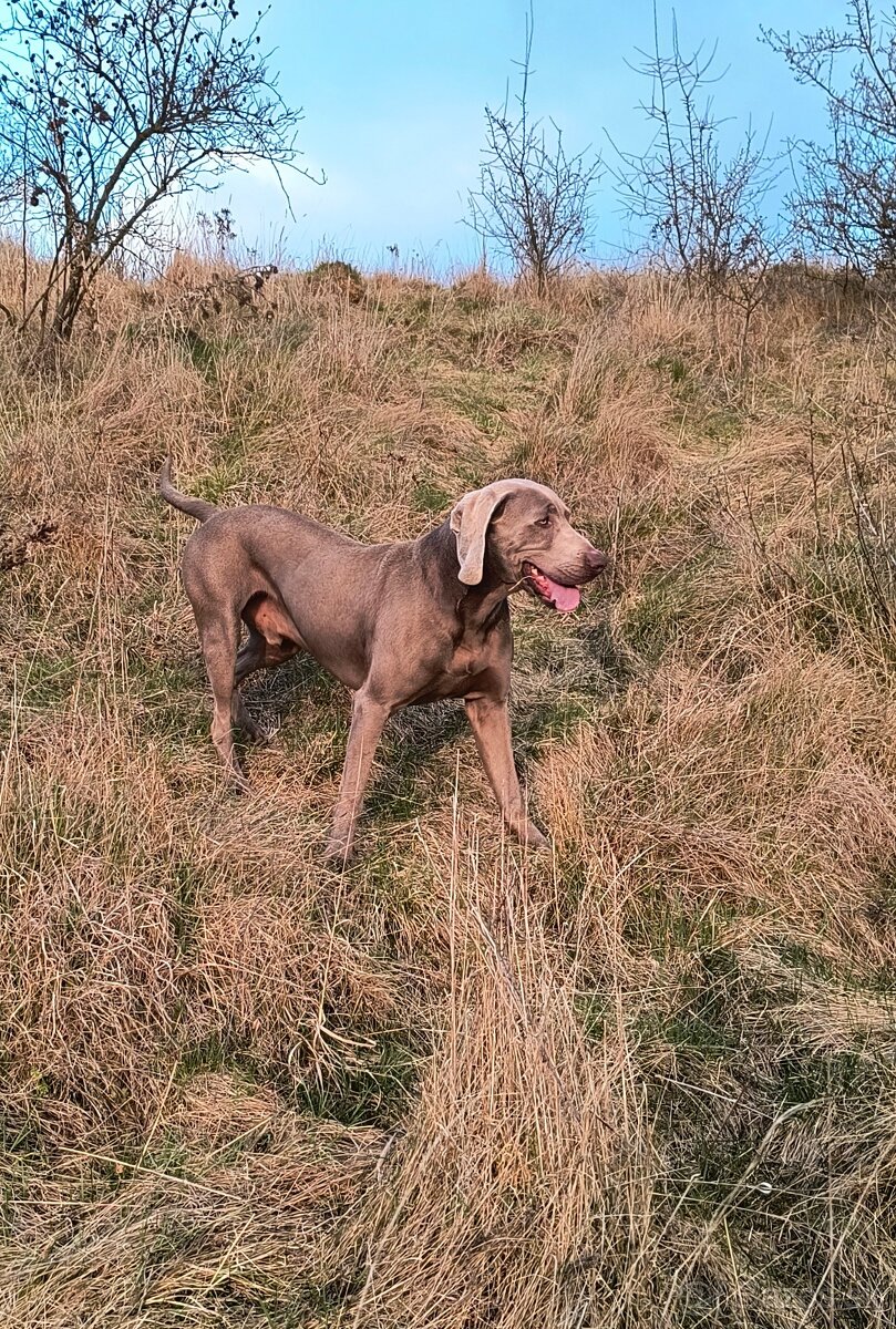 Weimarský stavač - 5