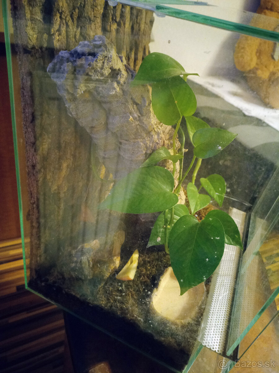 Zariadené terárium 30x30x40 pre tropického miláčika - 5