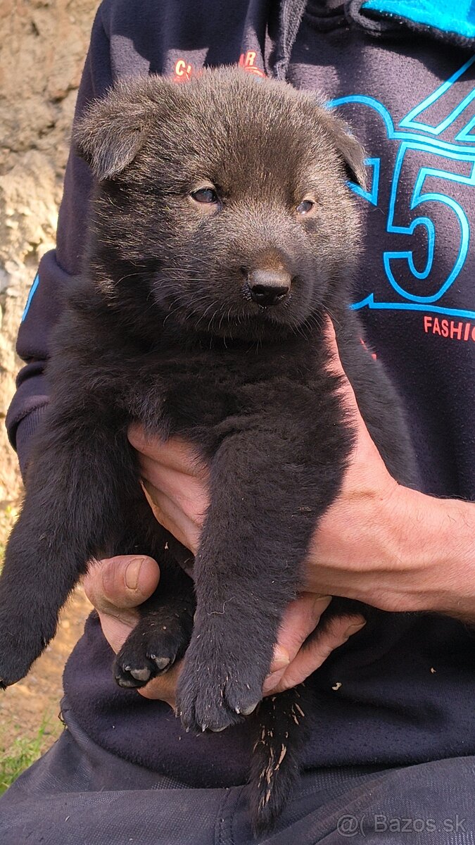 Nemecký ovčiak šteniatka - 5