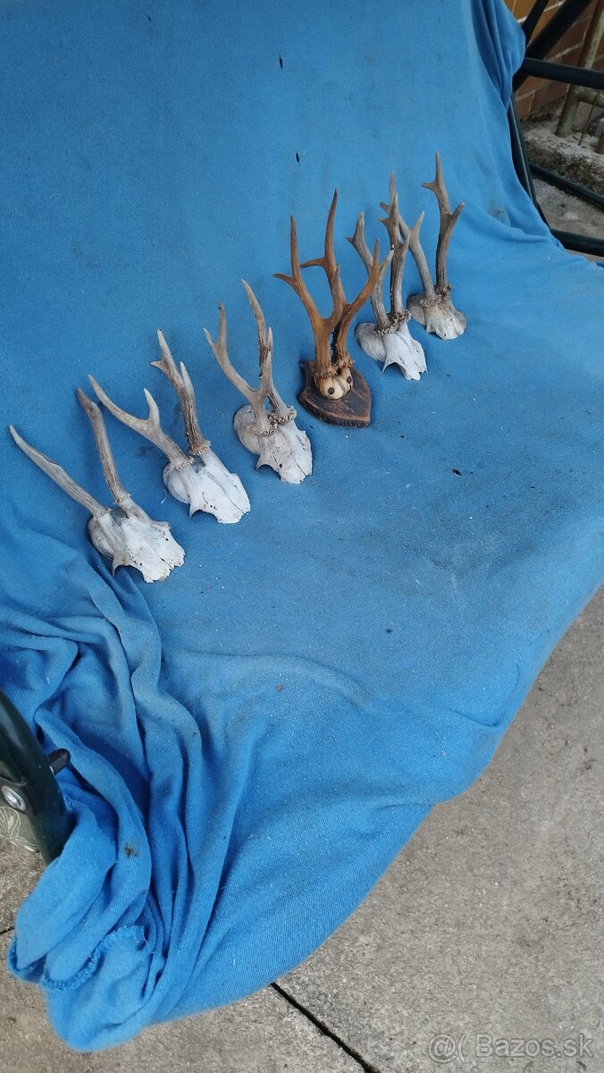 Predám srnčie trofeje parožie, zhody, srnčie. - 5