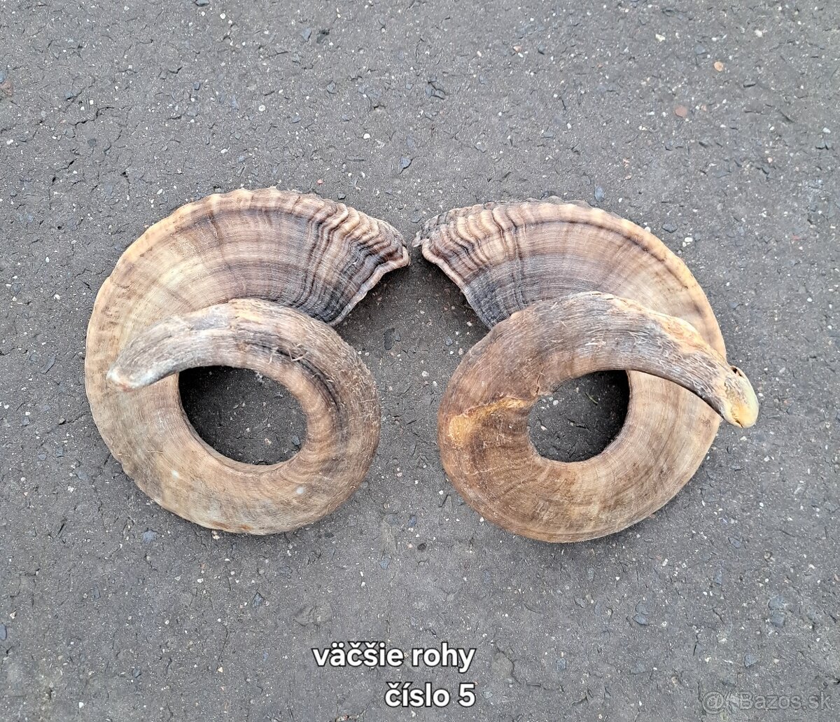 Trofeje, rohy 25-70cm - 5