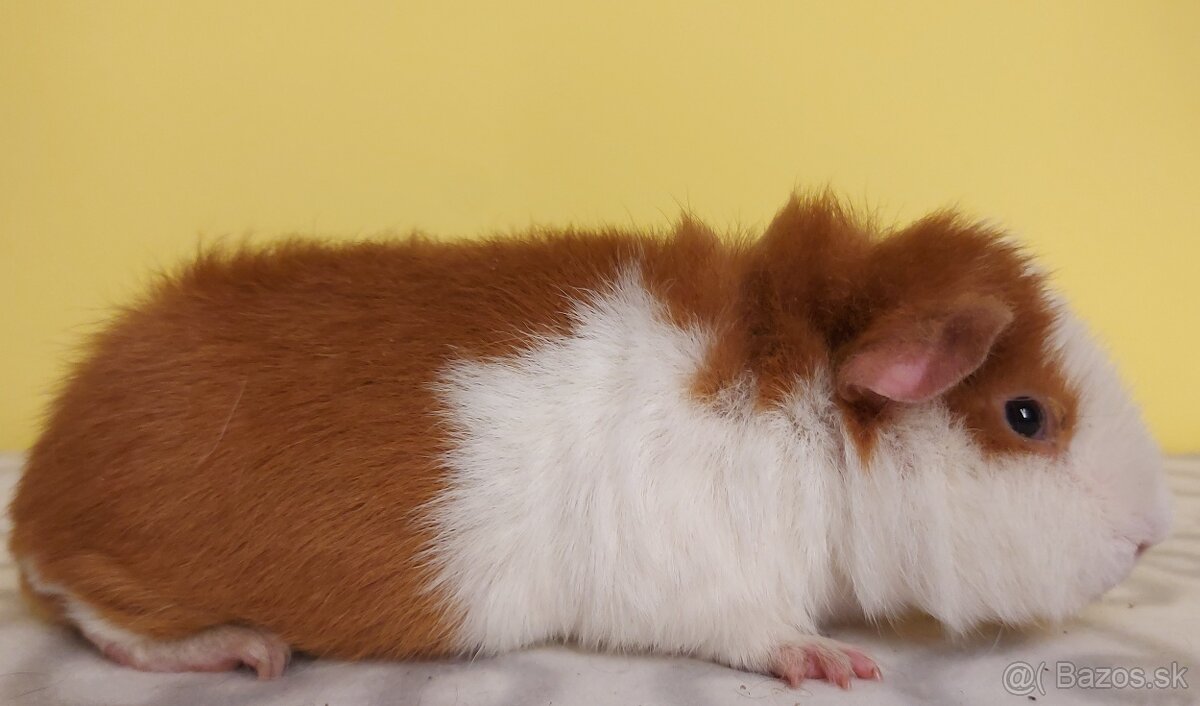 Morčatá s PP - samci - 5