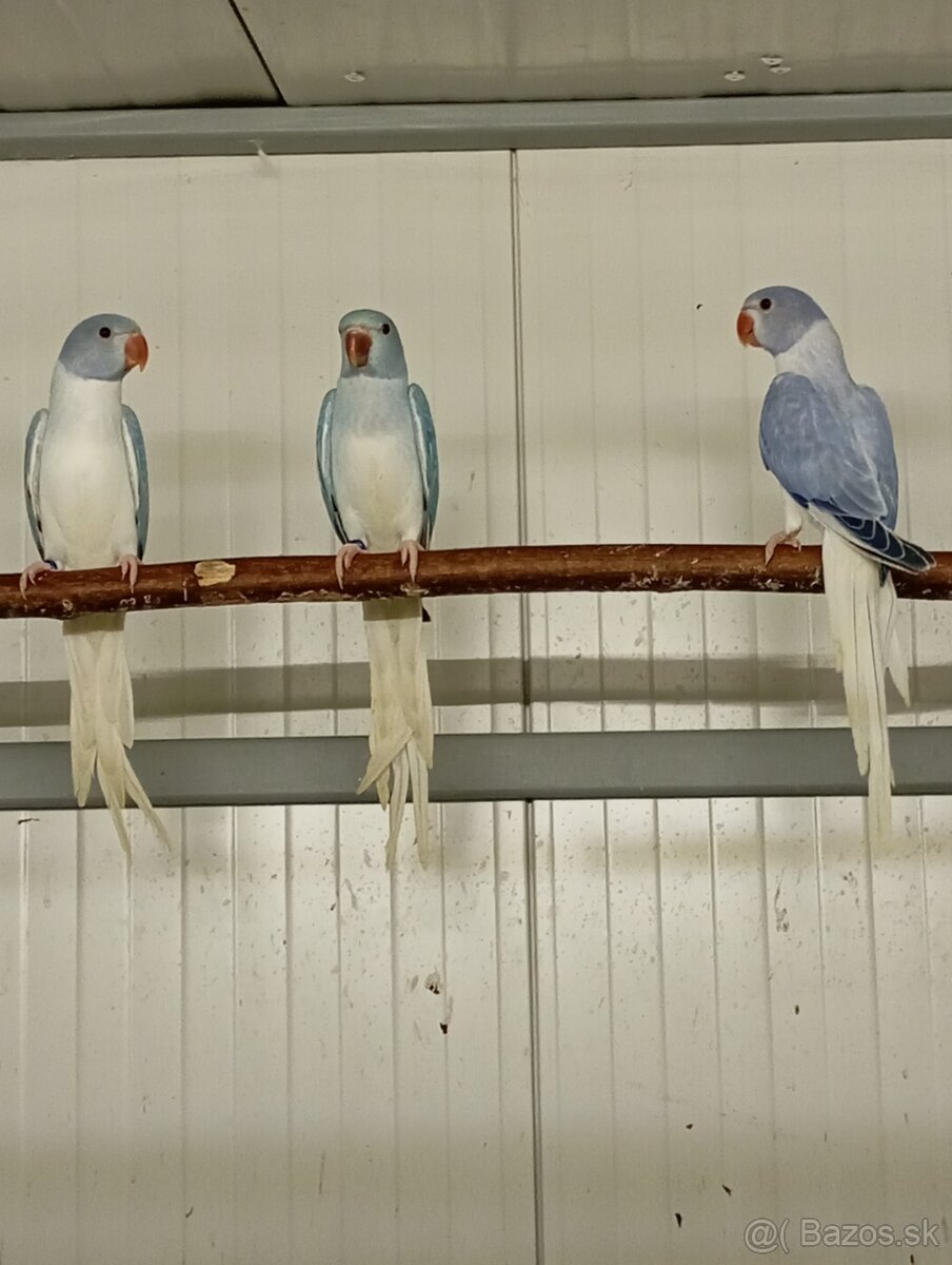 Alexander malý opalin HCH - 5